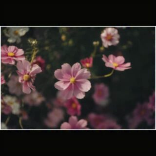 autumn 2025

special thanks
@kagura.organic