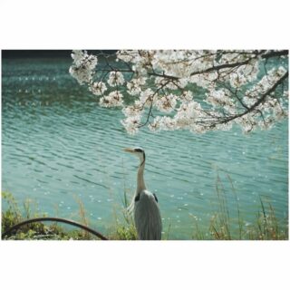 sakura pale beats.