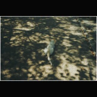 キャッツとの戯れ | with cats.